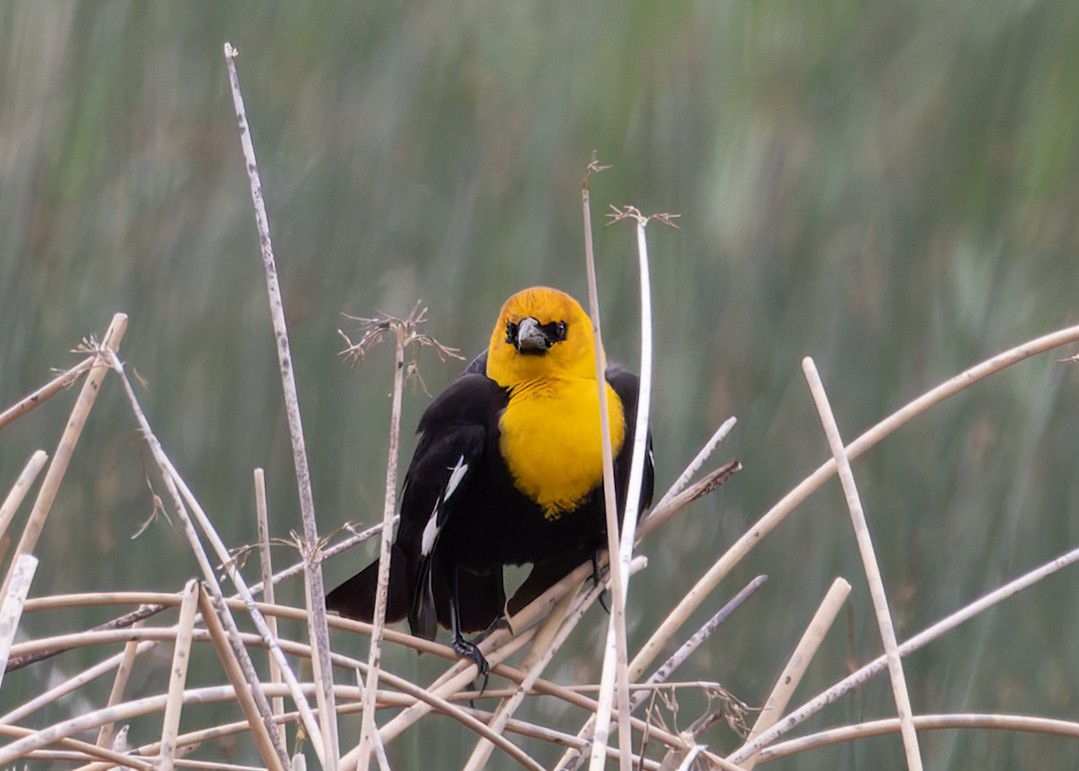 Yellow-headed Blackbird - Verlee Sanburg