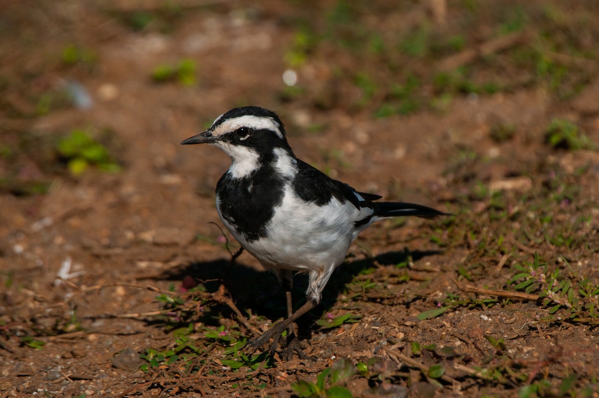 African Pied Wagtail - ML618873356
