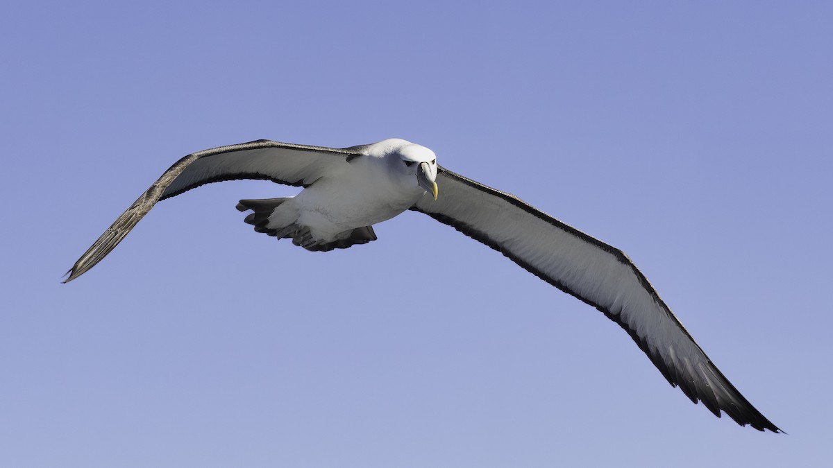 White-capped Albatross (steadi) - ML618873384