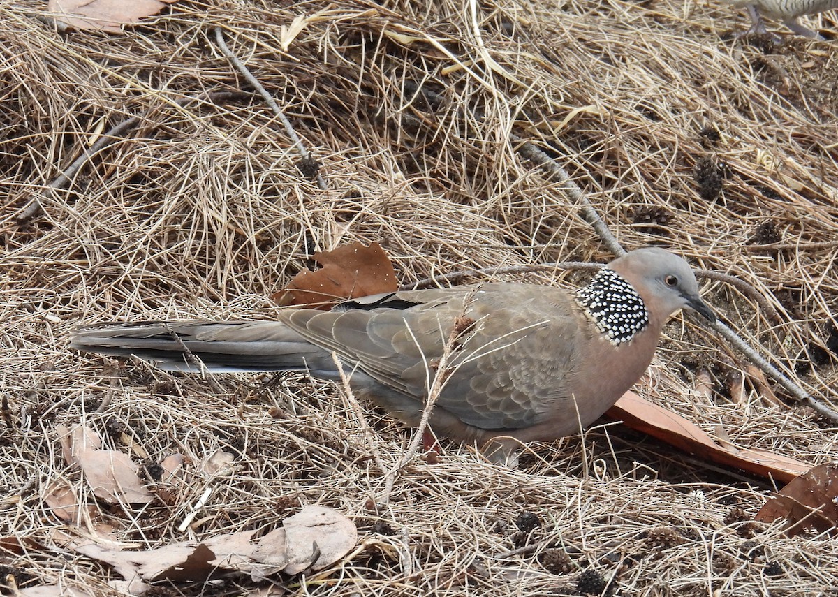 Spotted Dove - ML618873405
