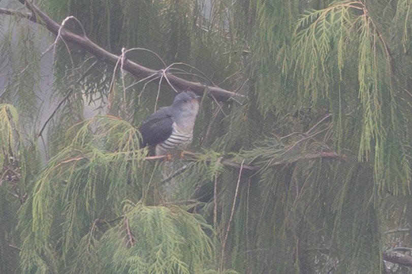 Lesser Cuckoo - Uday Agashe