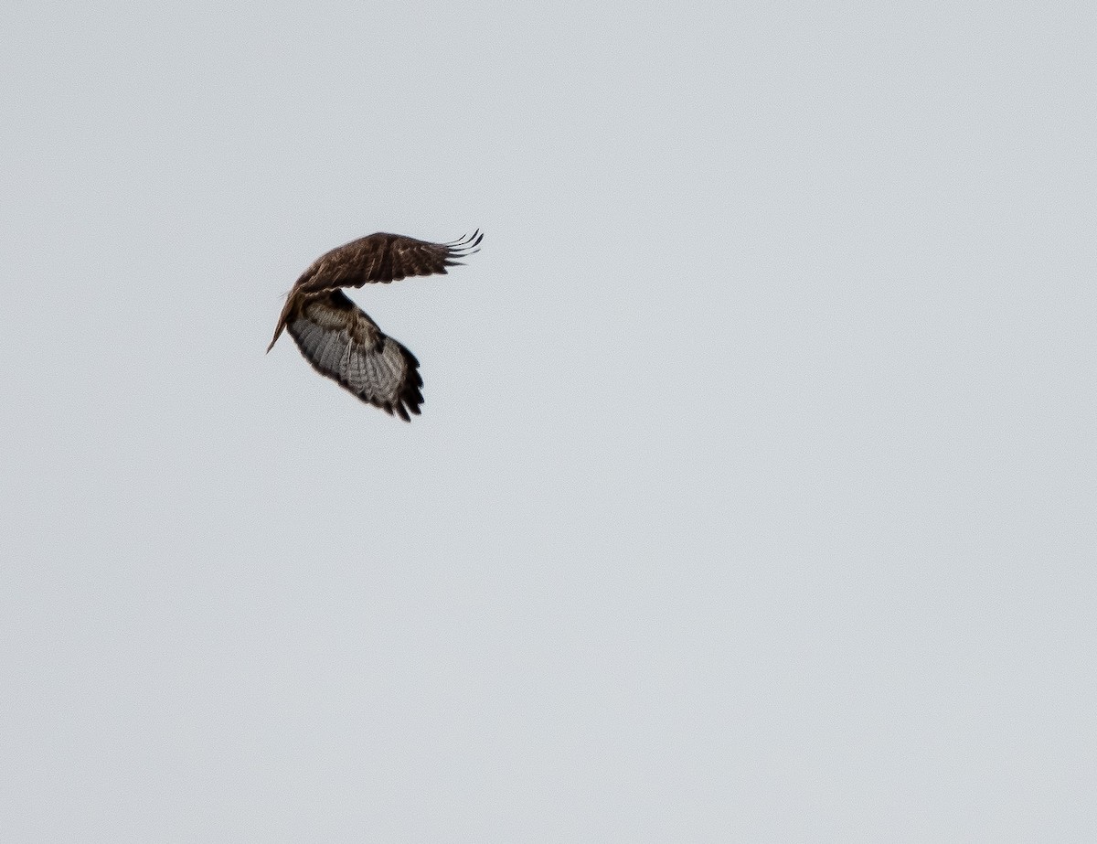 Red-tailed Hawk - ML618873469