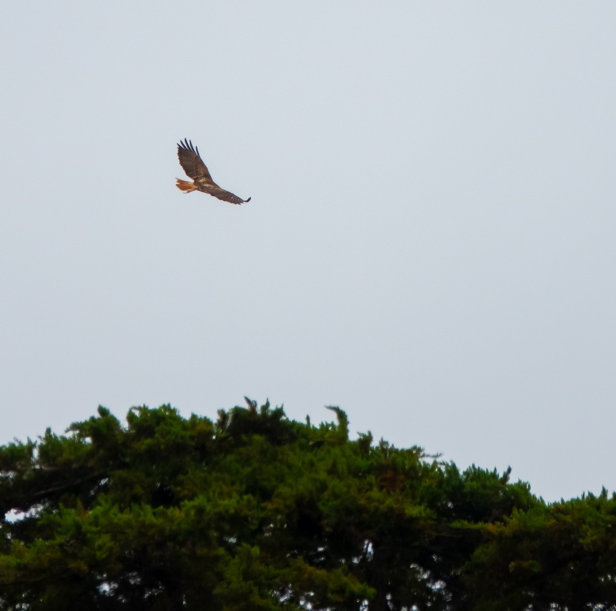Red-tailed Hawk - ML618873476