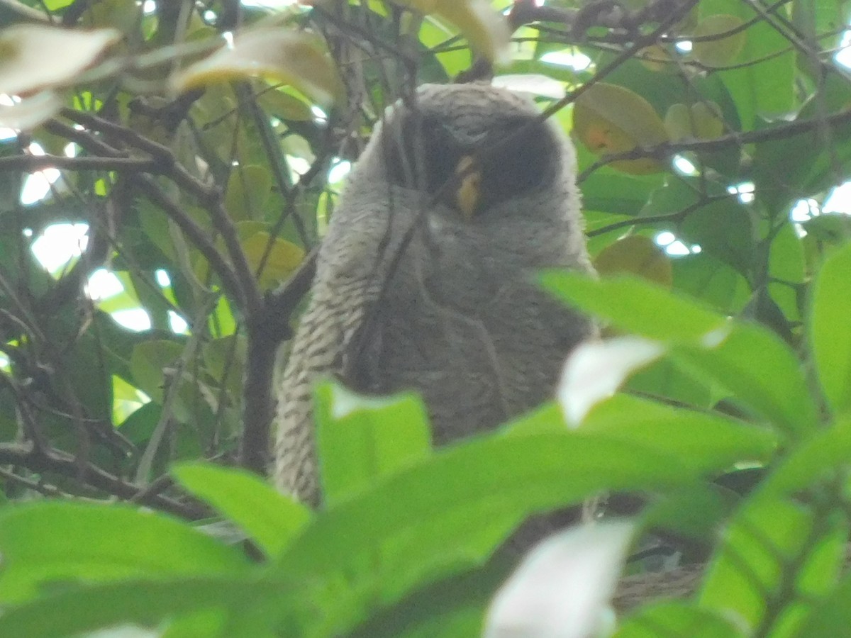 Black-and-white Owl - Cenaida Moncada