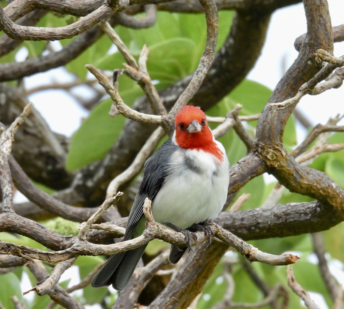 Red-crested Cardinal - ML618873496
