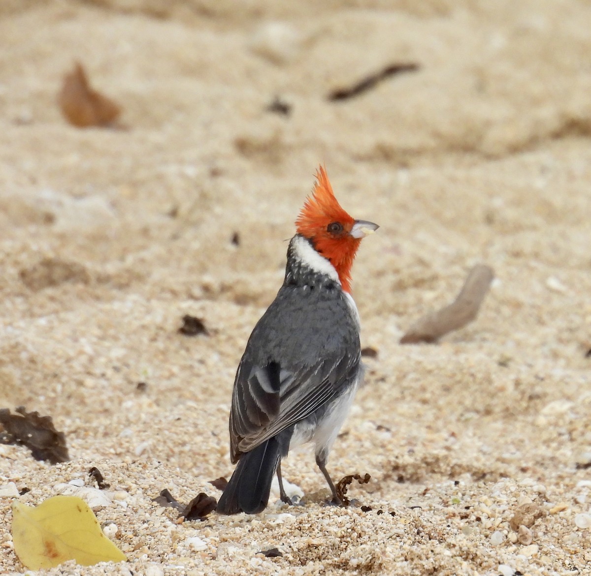 Red-crested Cardinal - Chris Parsons