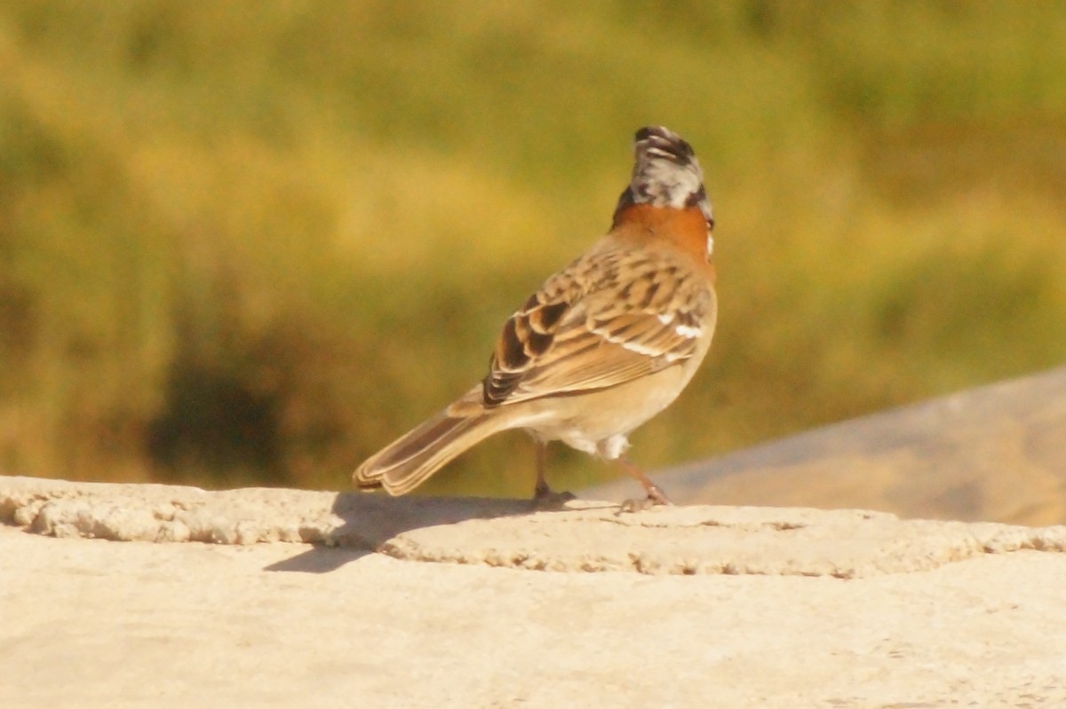 Rufous-collared Sparrow - ML618873550
