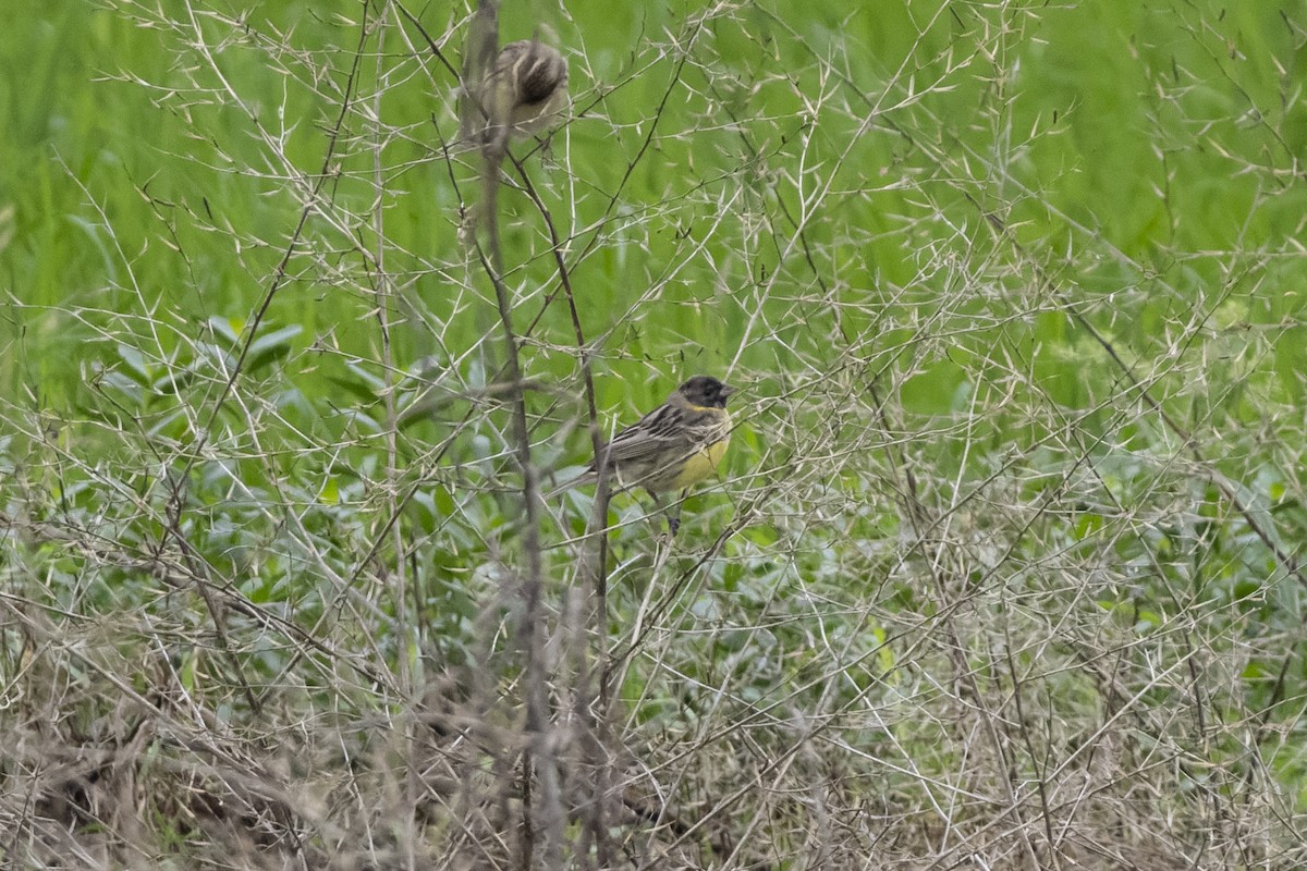 Yellow-breasted Bunting - Goose Way