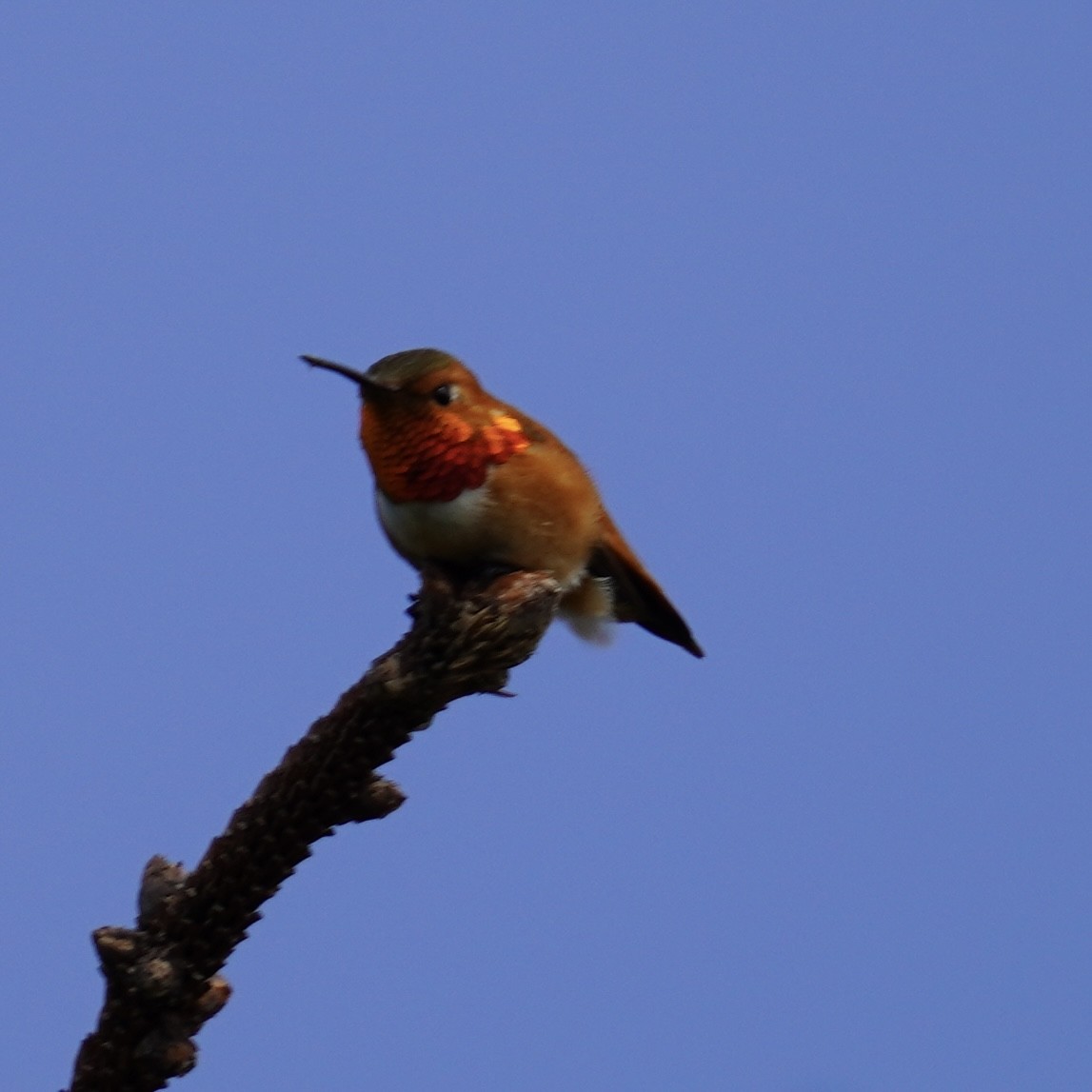 Rufous Hummingbird - Matthew Mottern