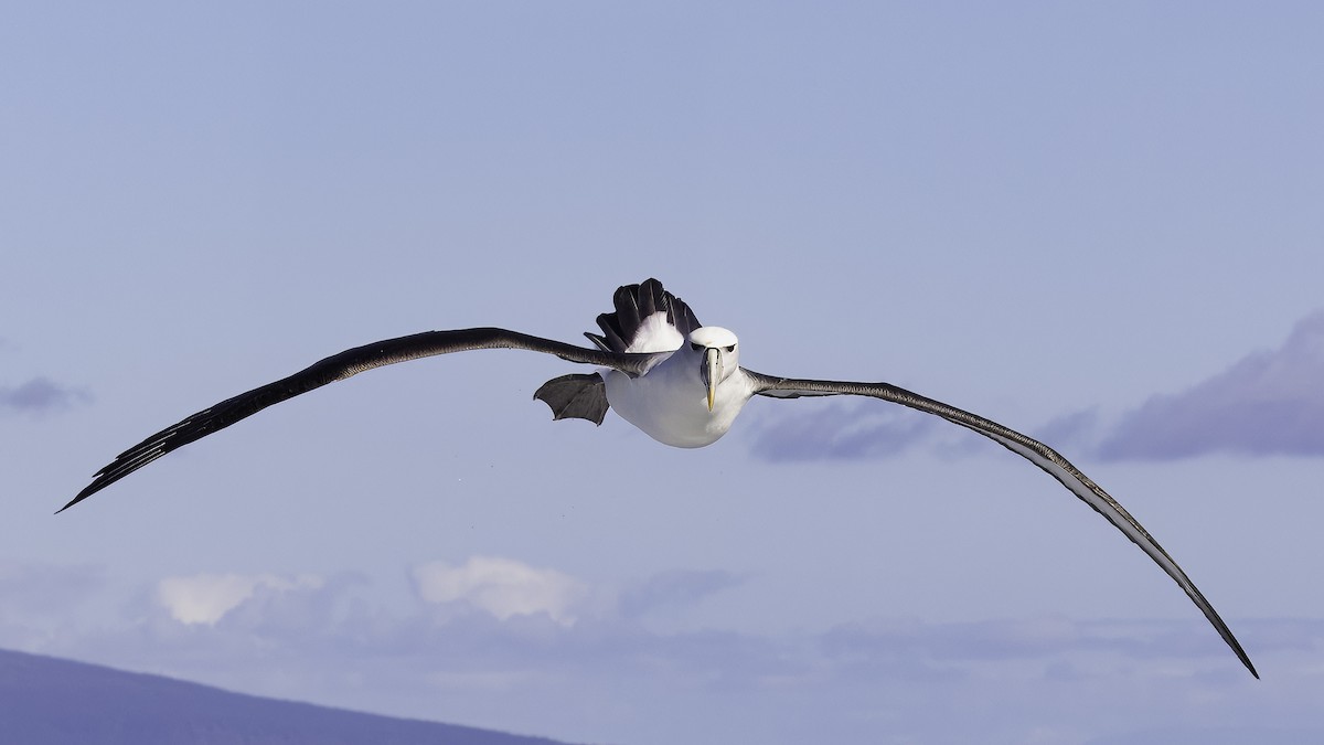 White-capped Albatross (steadi) - ML618873610
