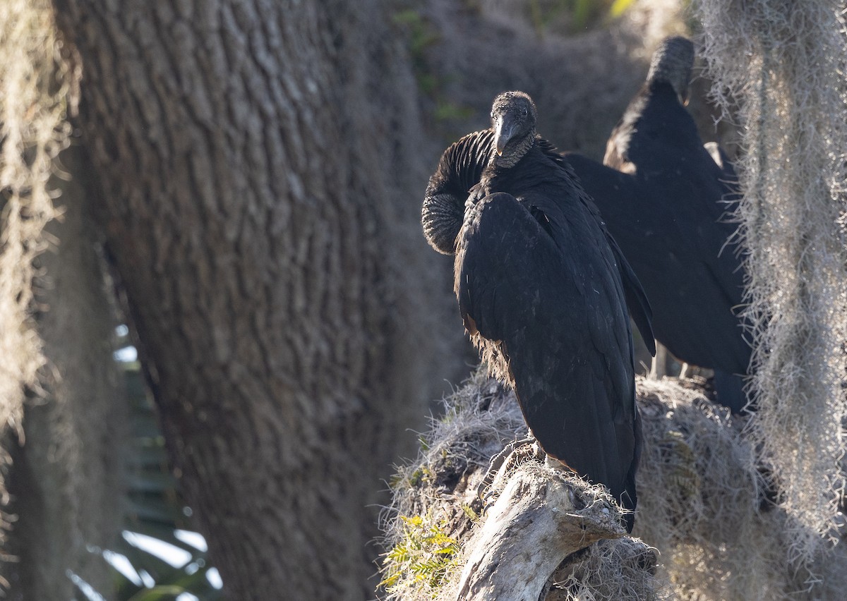 Black Vulture - Nick Ramsey