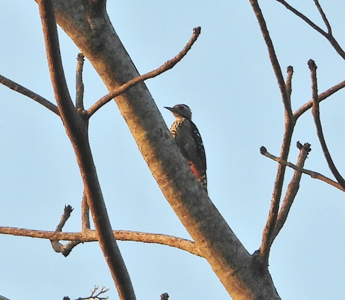 Freckle-breasted Woodpecker - ML618873650