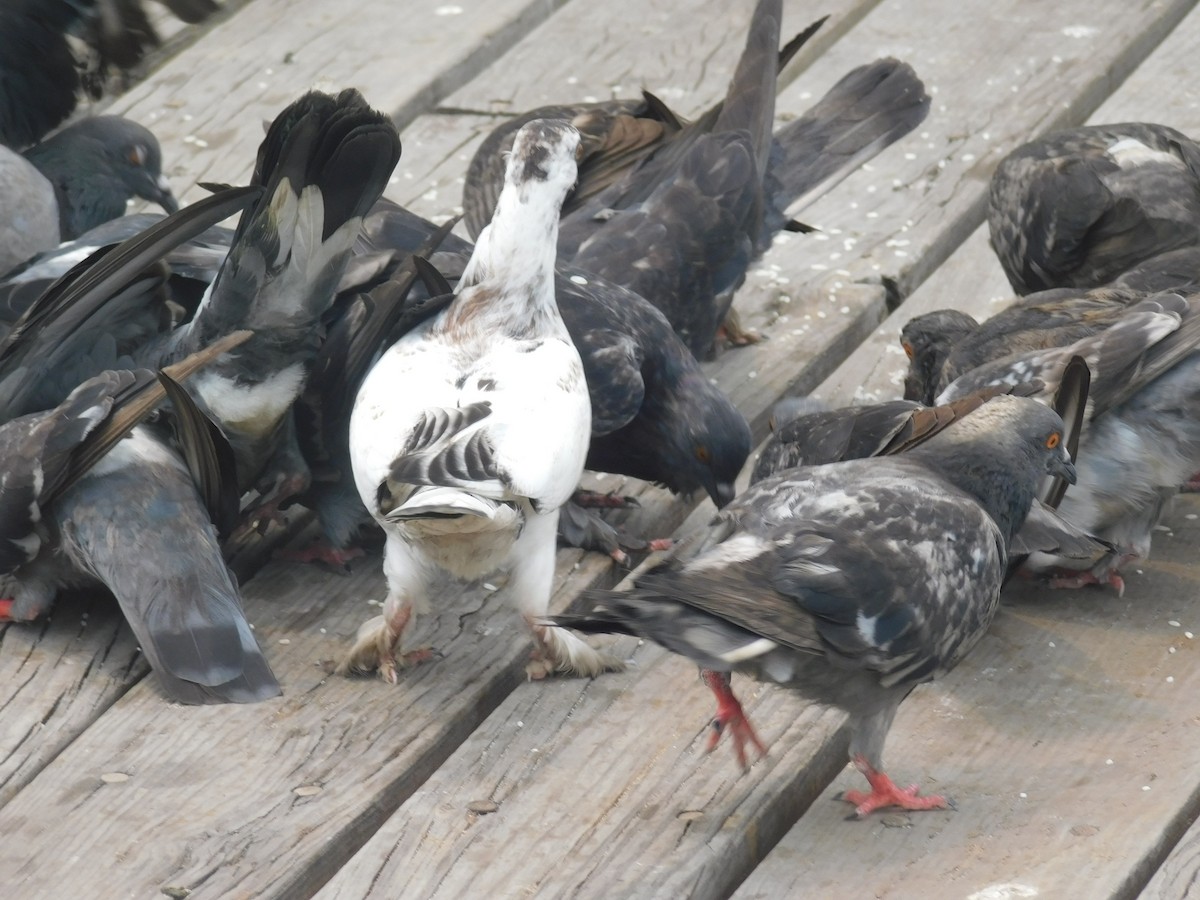 Rock Pigeon (Feral Pigeon) - ML618873713