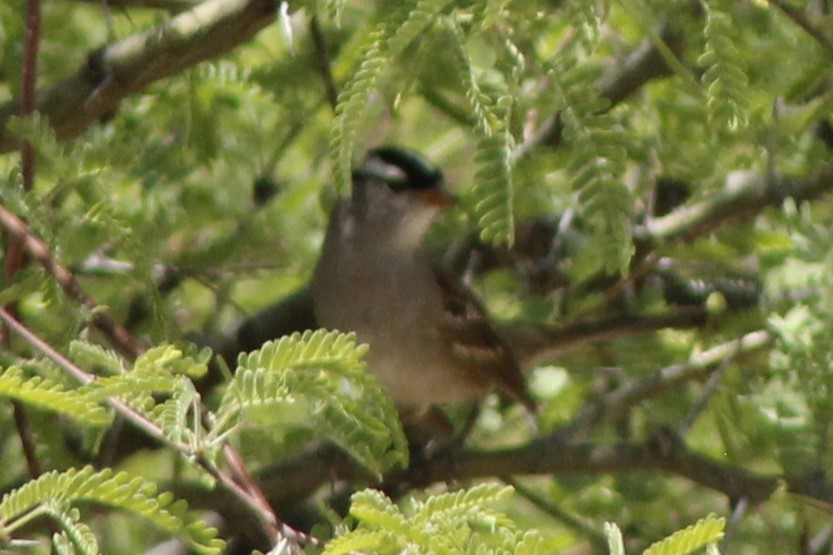 White-crowned Sparrow (Dark-lored) - ML618873715