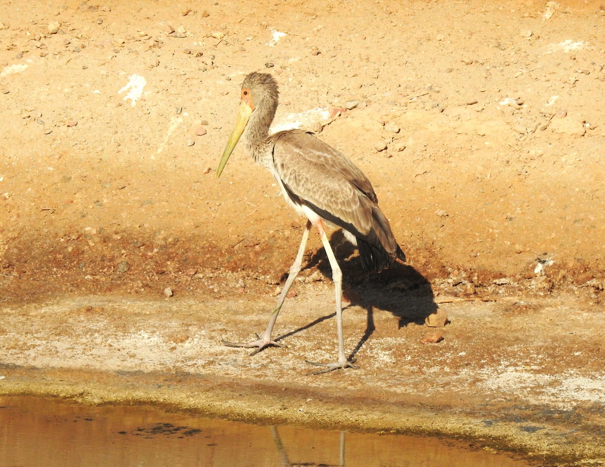 Yellow-billed Stork - Tuvia Kahn