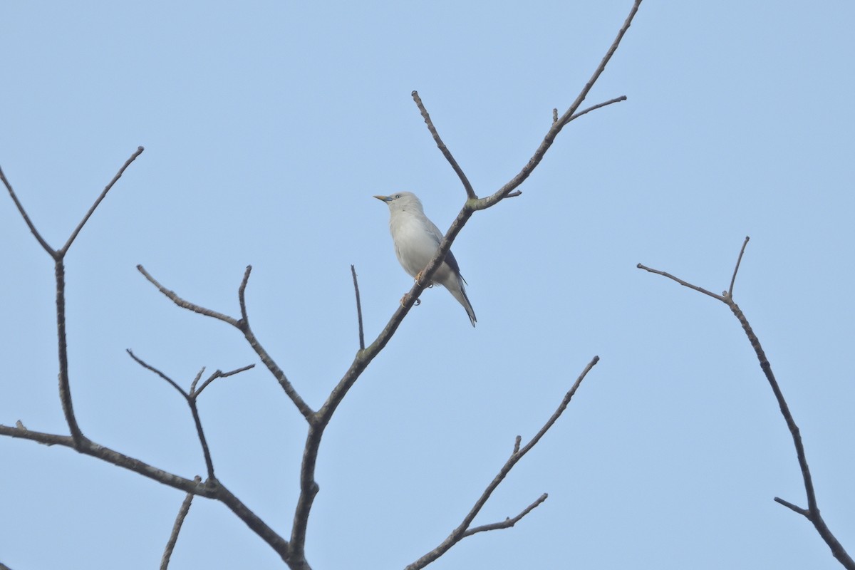 White-headed Starling - Prabhudatta Bal