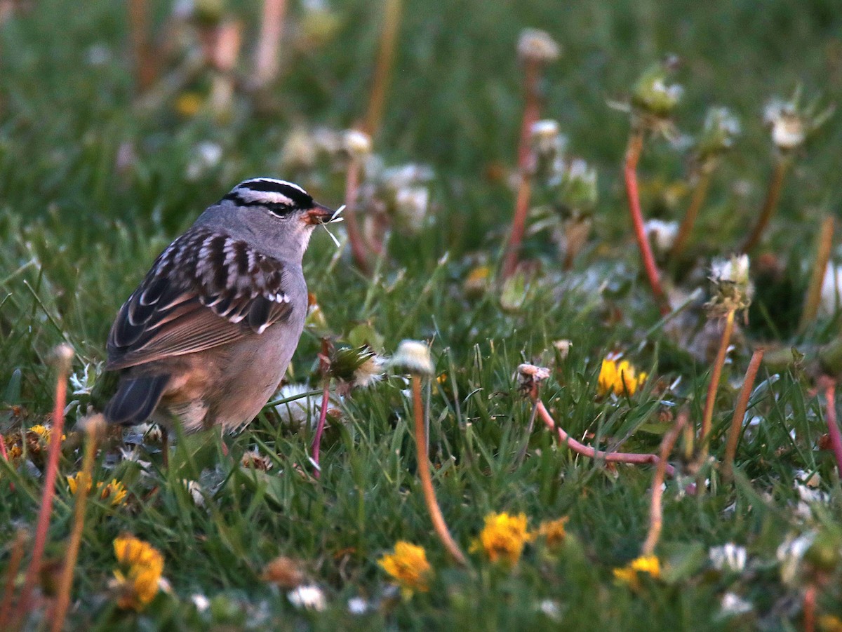 White-crowned Sparrow - ML618873751