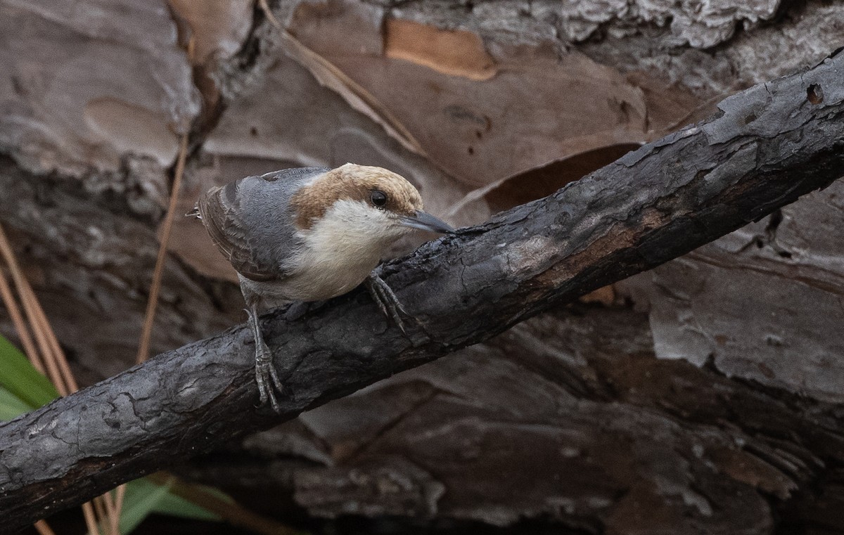 Brown-headed Nuthatch - ML618873782