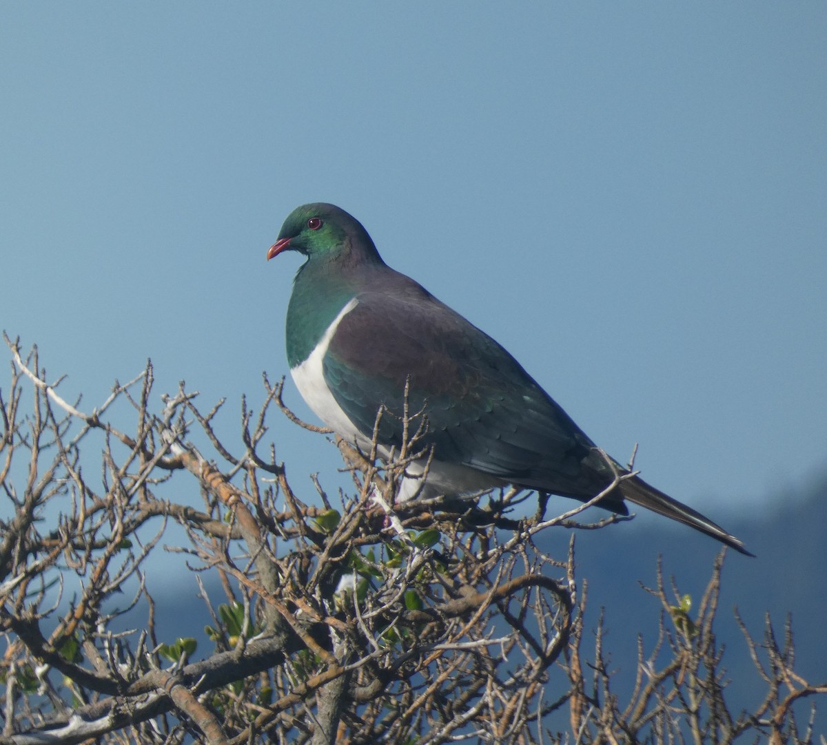 New Zealand Pigeon - ML618873806