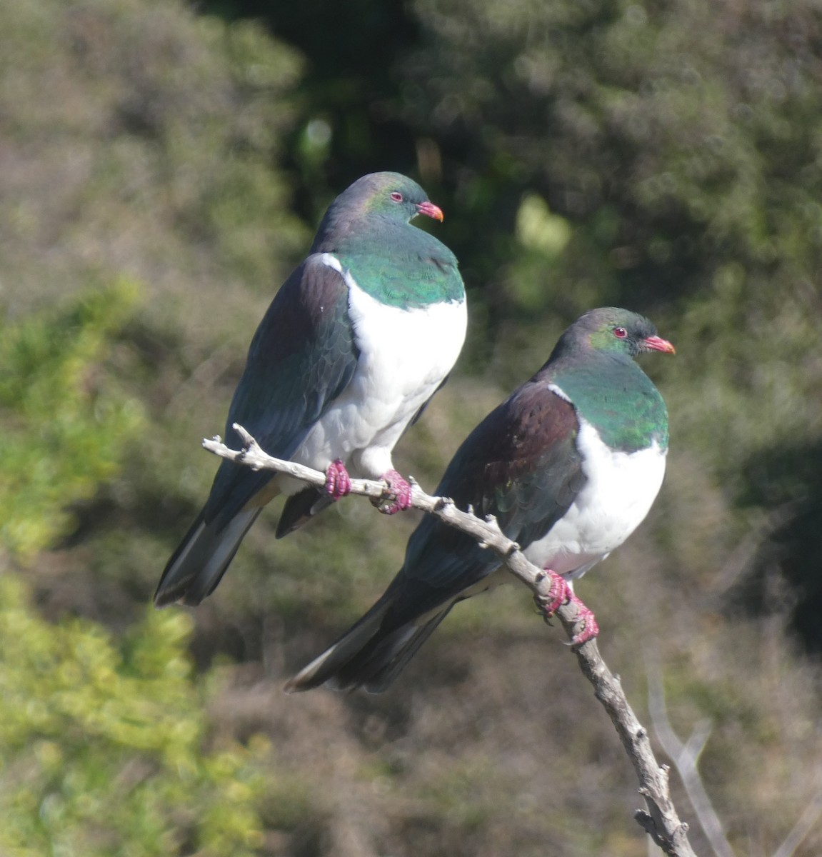 New Zealand Pigeon - ML618873807
