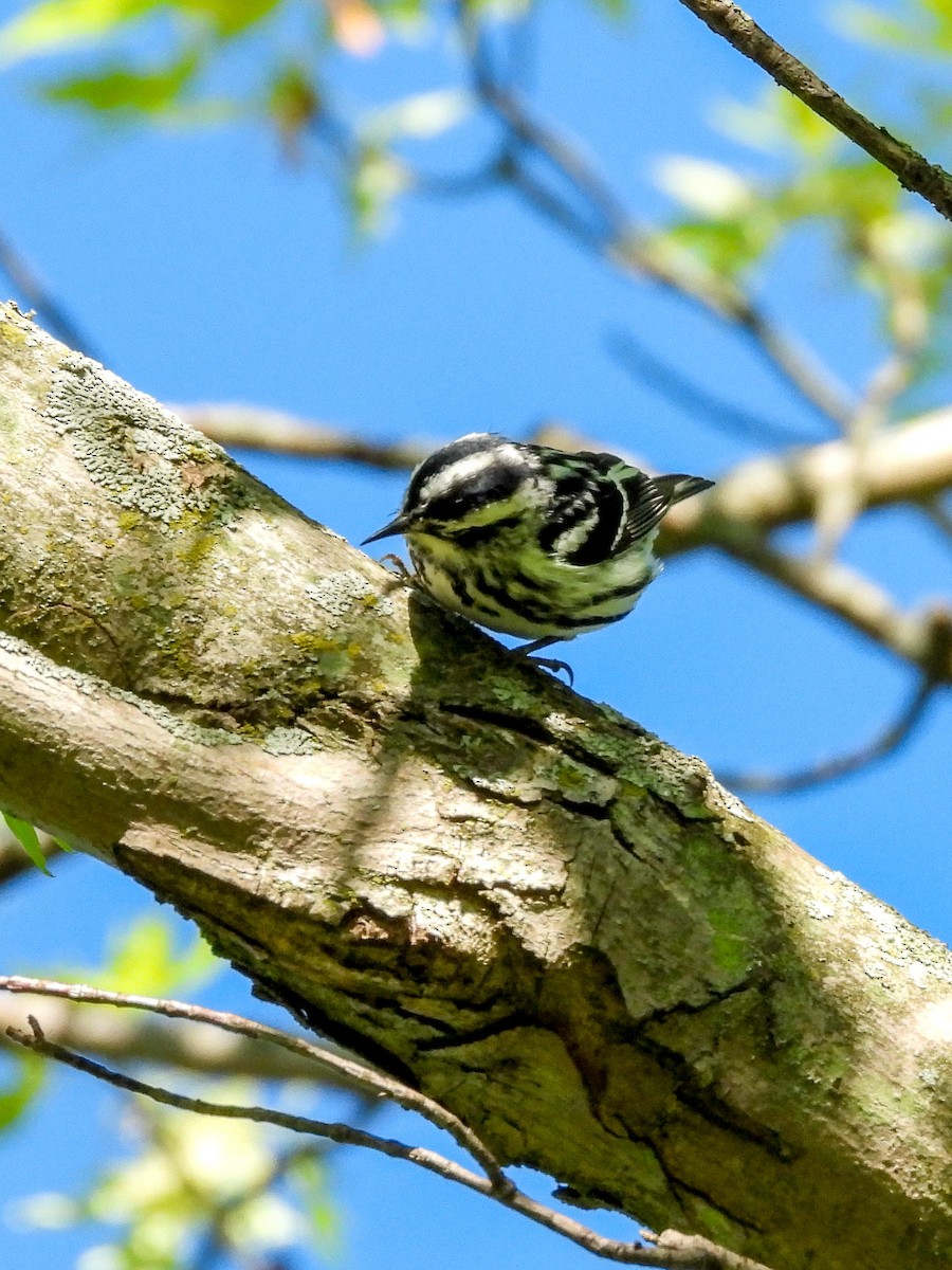 Black-and-white Warbler - ML618873820