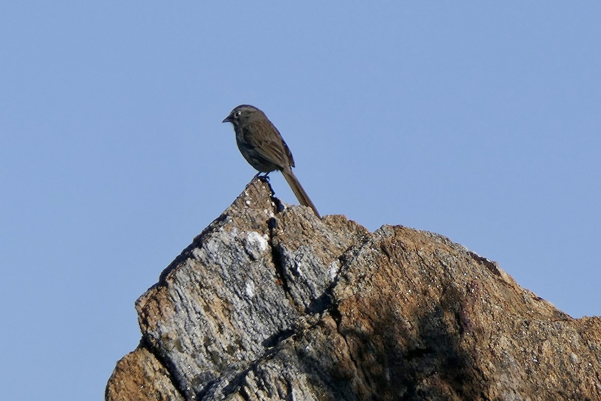 Rufous-crowned Sparrow - Ian Swirka