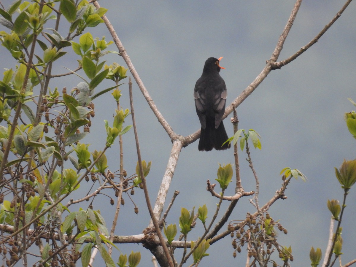 Gray-winged Blackbird - ML618873844