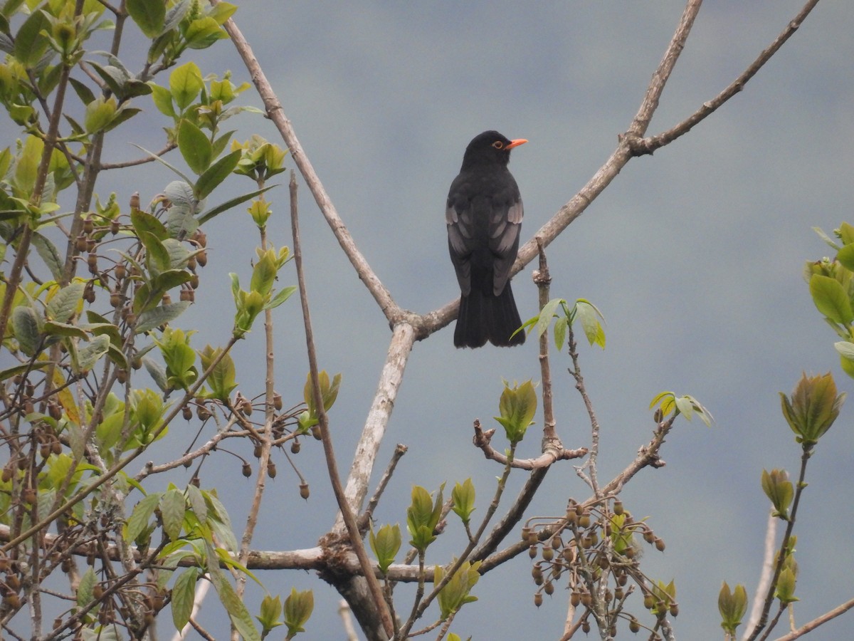 Gray-winged Blackbird - ML618873846
