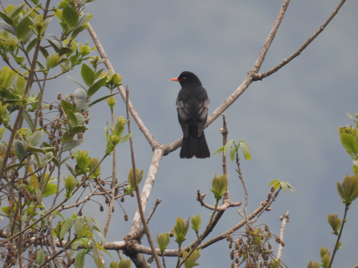 Gray-winged Blackbird - ML618873847