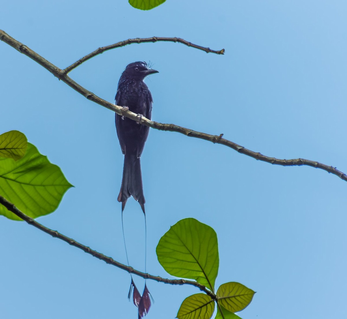 Greater Racket-tailed Drongo - ML618873848