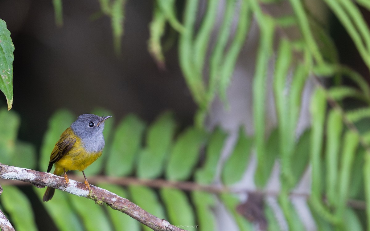 Gray-headed Canary-Flycatcher - Rahman Mandu