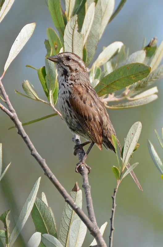Song Sparrow - Kevin Lapp