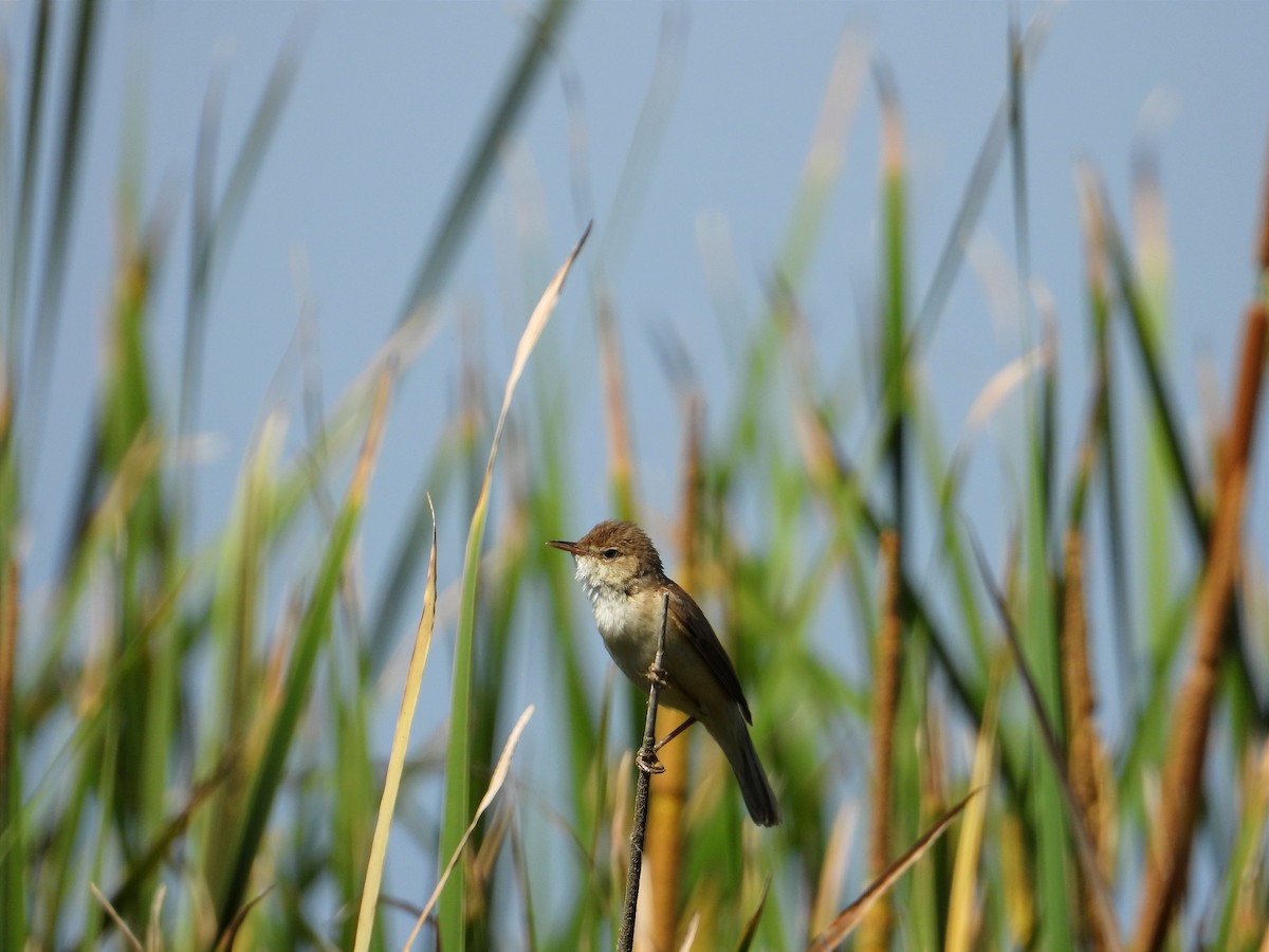 Common Reed Warbler - ML618873894