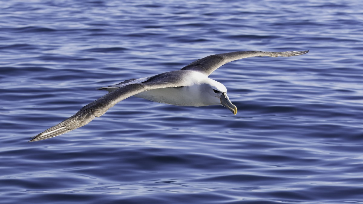 White-capped Albatross (steadi) - ML618873897