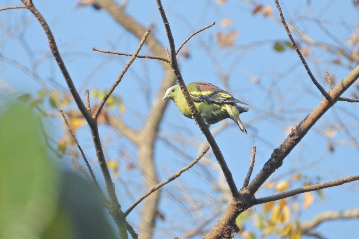 Андаманский зеленый голубь - ML618873901