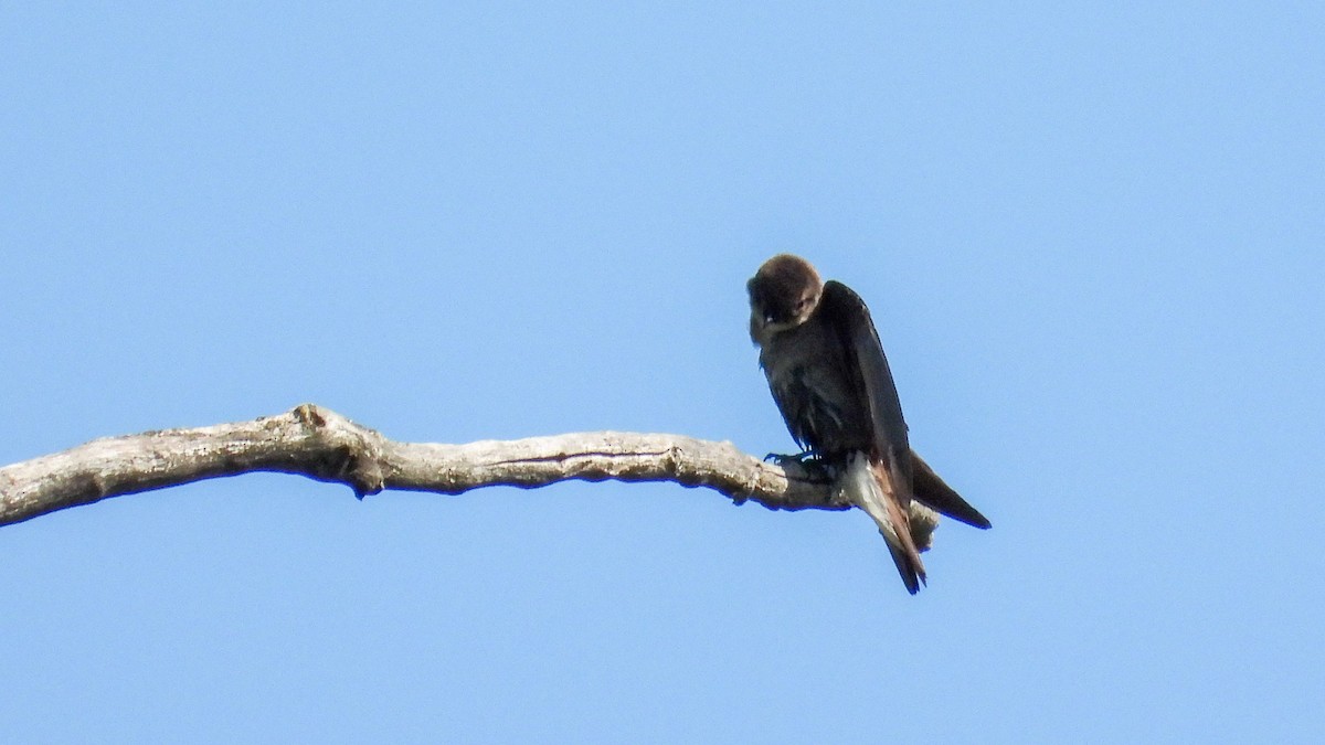 Northern Rough-winged Swallow - Ellen Star