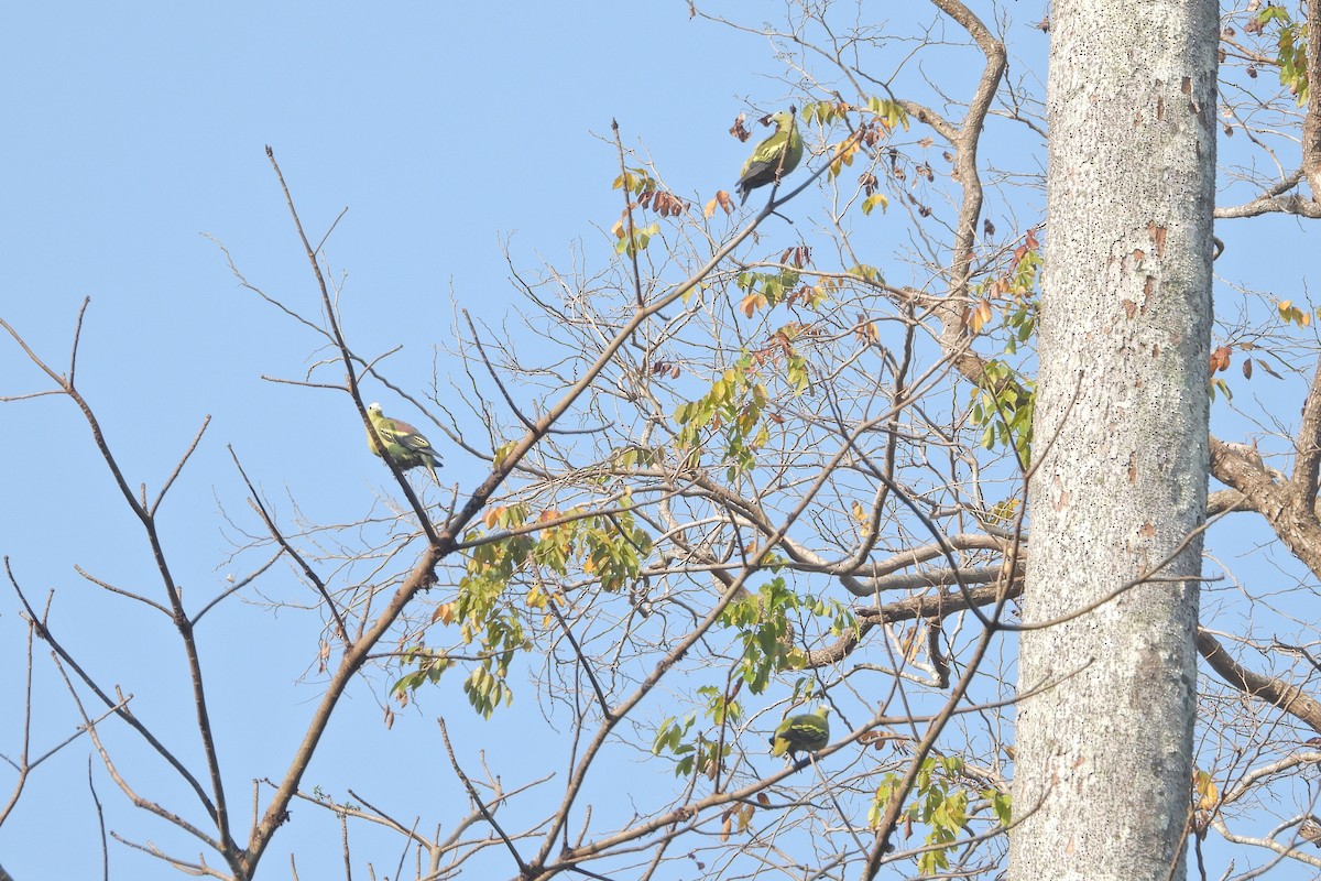 Андаманский зеленый голубь - ML618873924