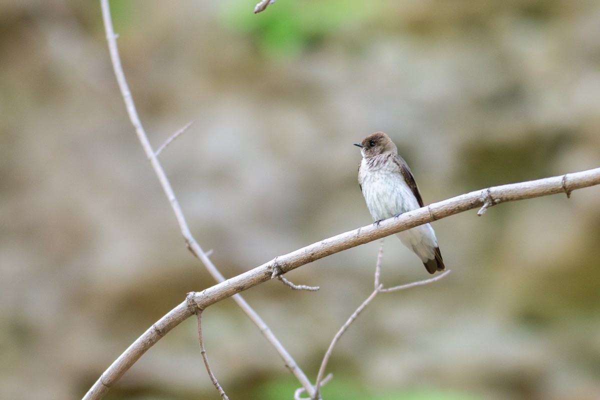 Northern Rough-winged Swallow - ML618873948