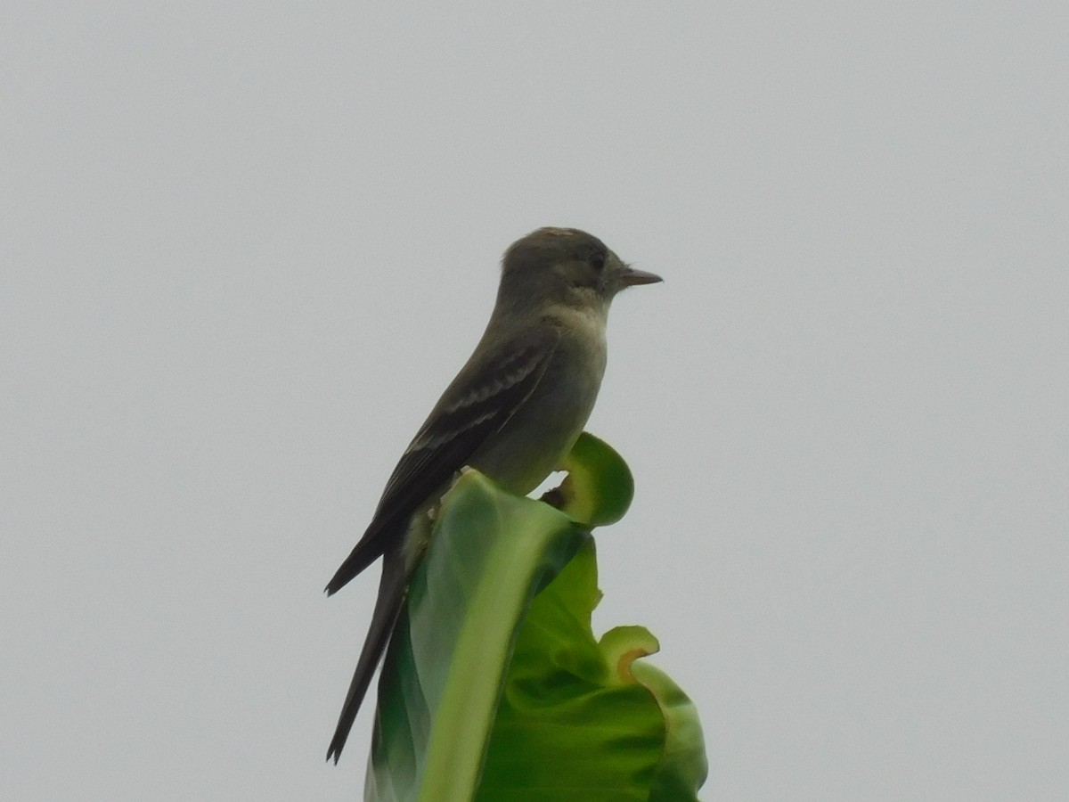 Tropical Kingbird - Cenaida Moncada