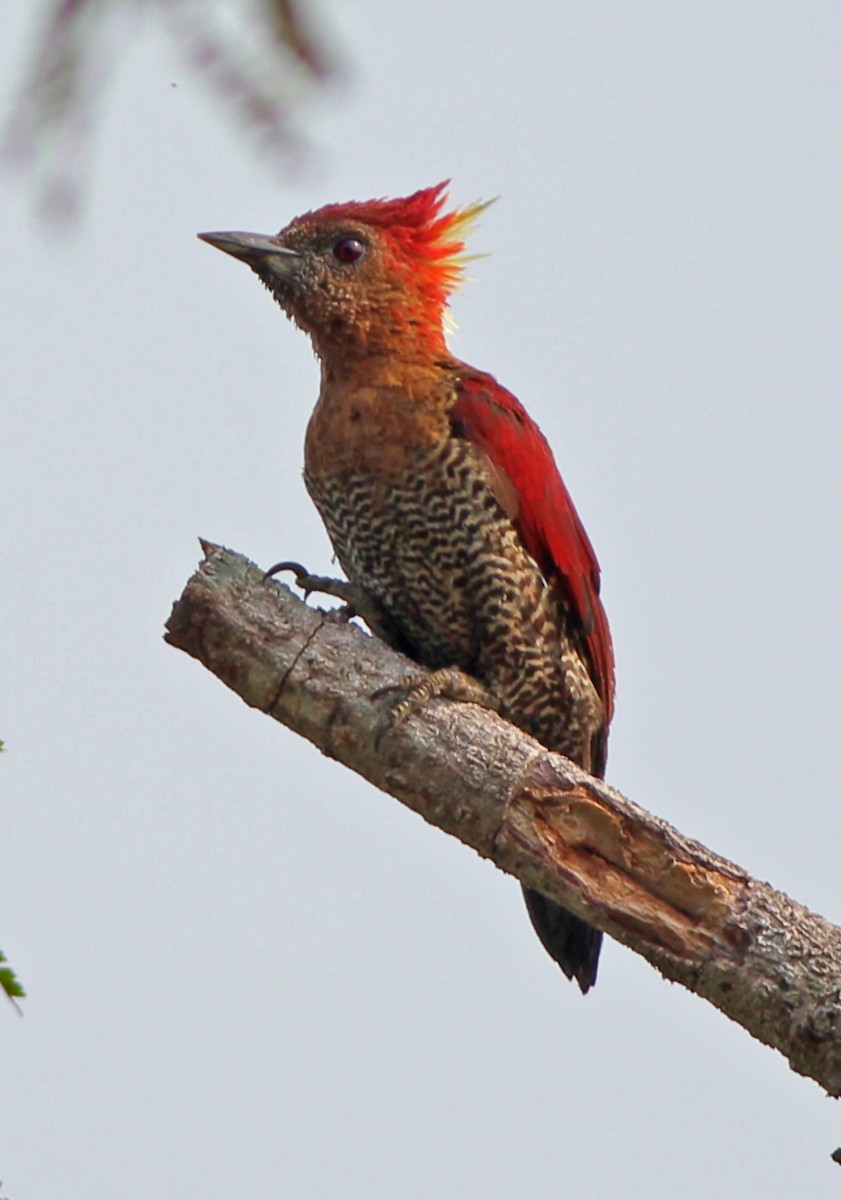Banded Woodpecker - Neoh Hor Kee