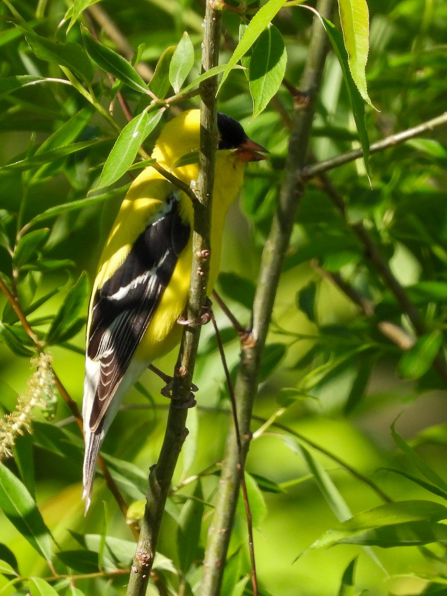American Goldfinch - Ellen Star