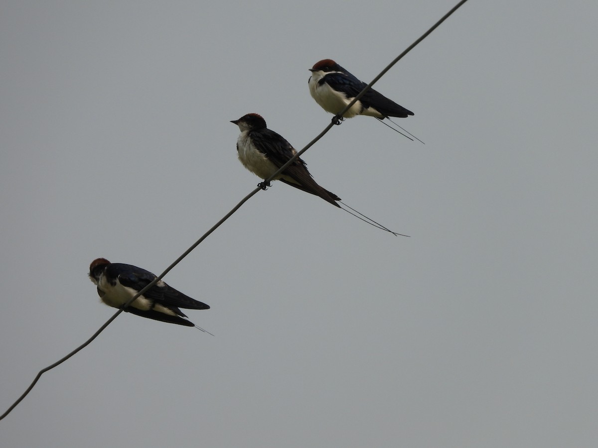 Wire-tailed Swallow - ML618873984