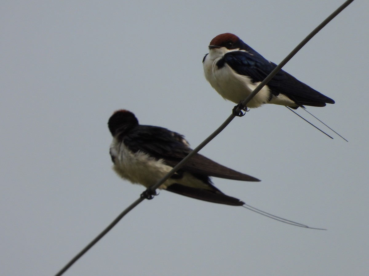 Wire-tailed Swallow - ML618873985