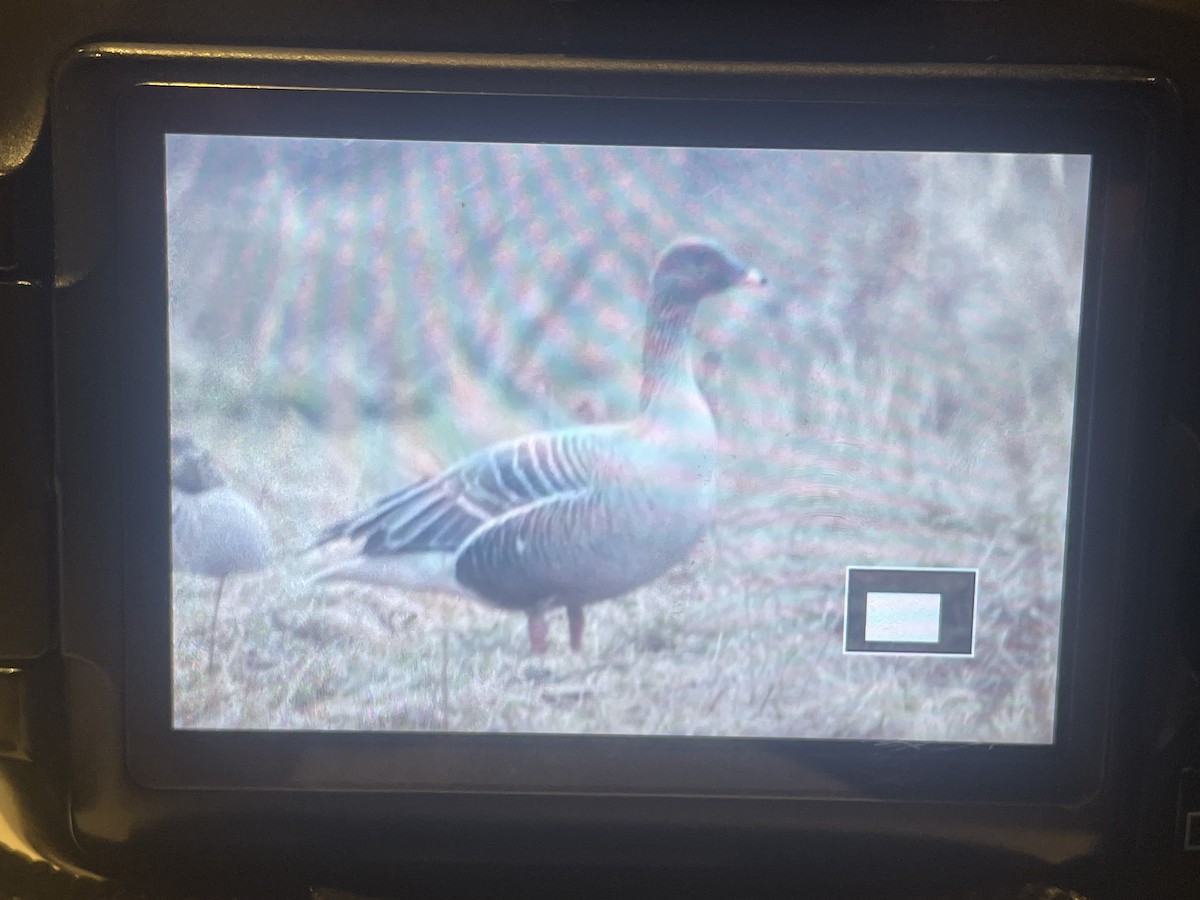 Pink-footed Goose - Keith Bailey