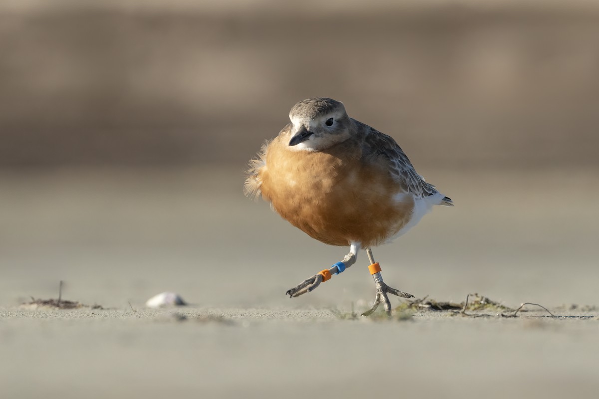 Red-breasted Dotterel (Southern) - ML618873995