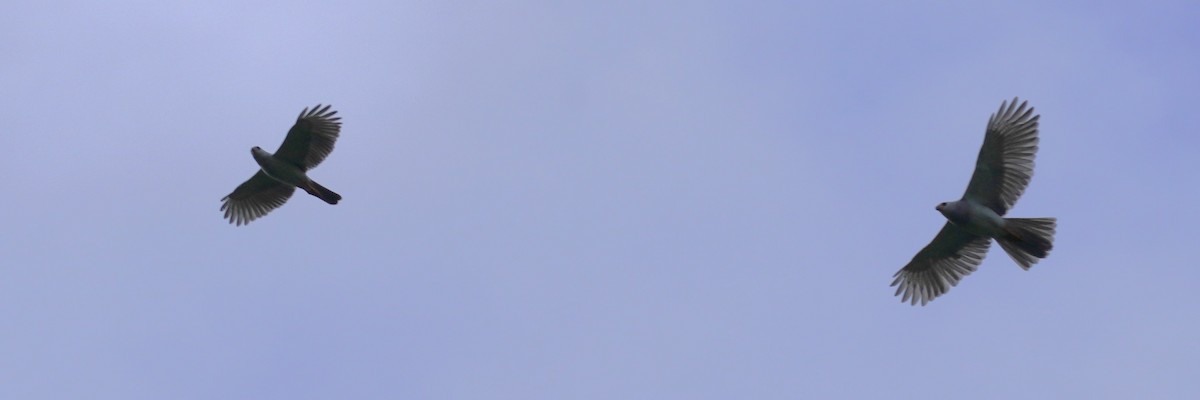 Яструб тасманійський - ML618874024