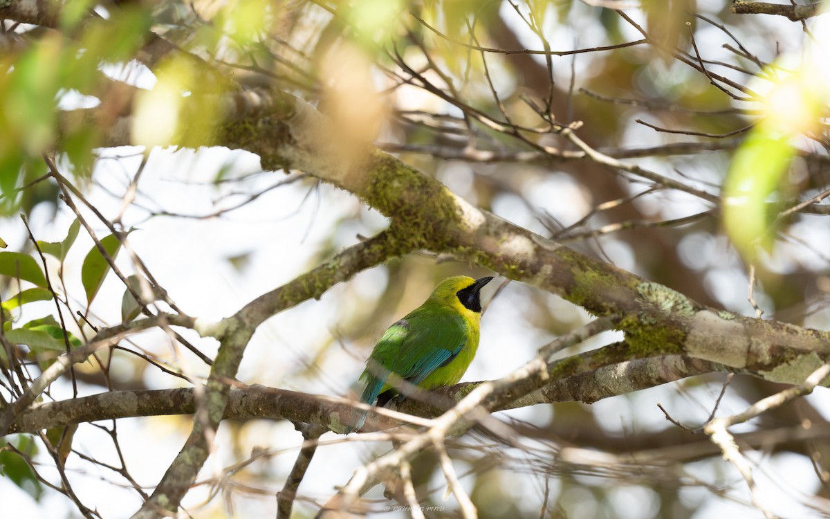 Bornean Leafbird - Rahman Mandu