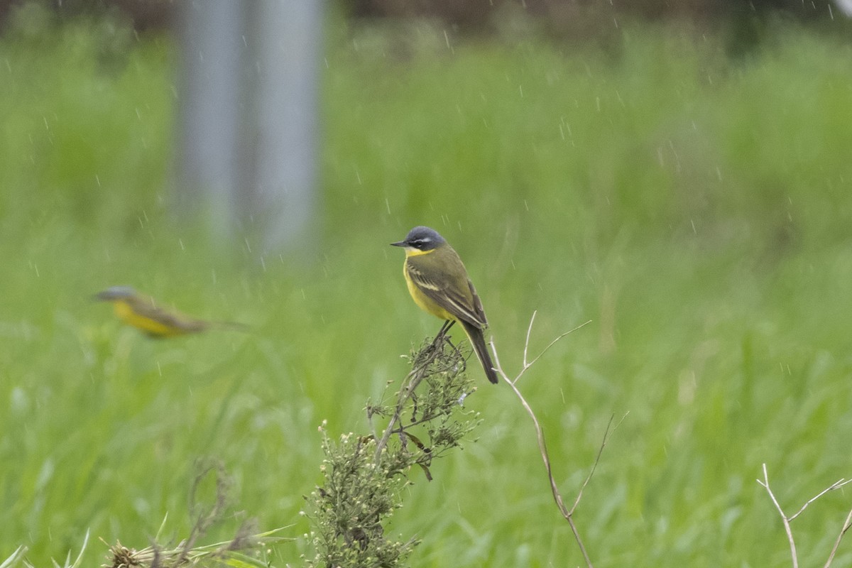 Eastern Yellow Wagtail - Goose Way