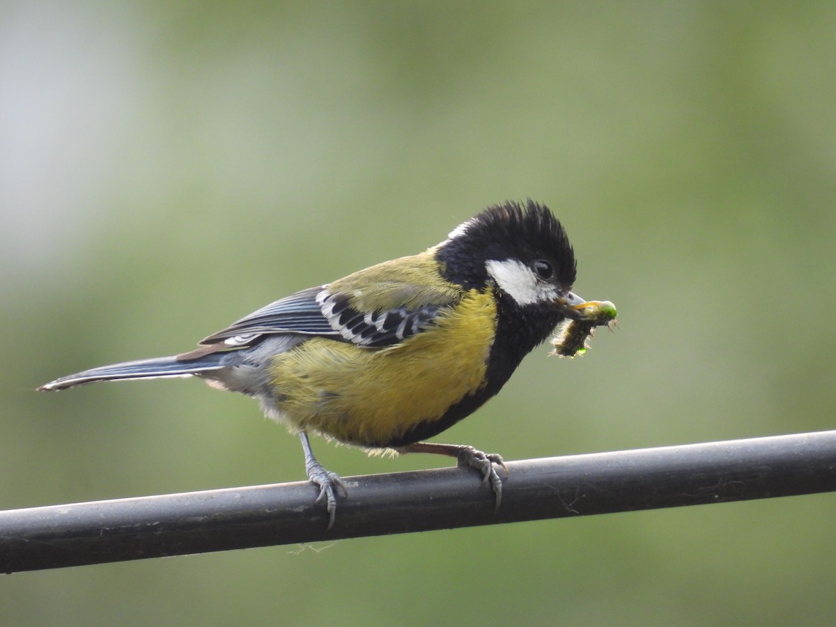 Green-backed Tit - ML618874044