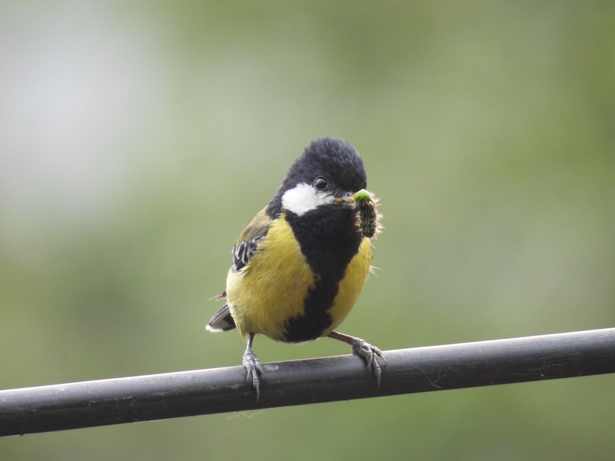 Green-backed Tit - ML618874046